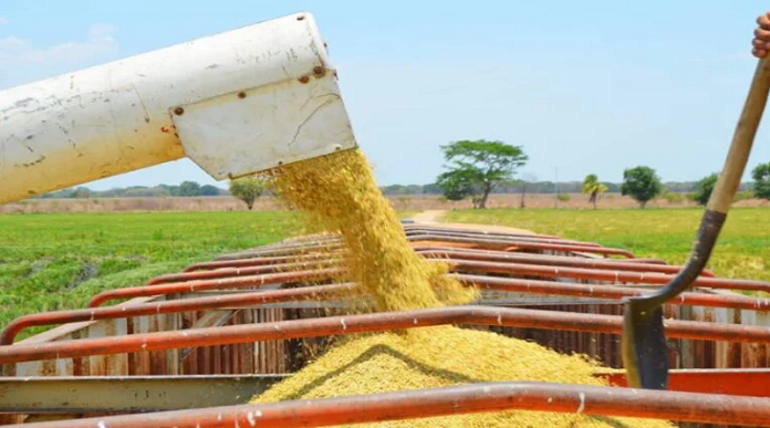 Aumento en la Producción de Arroz en Venezuela para 2024
